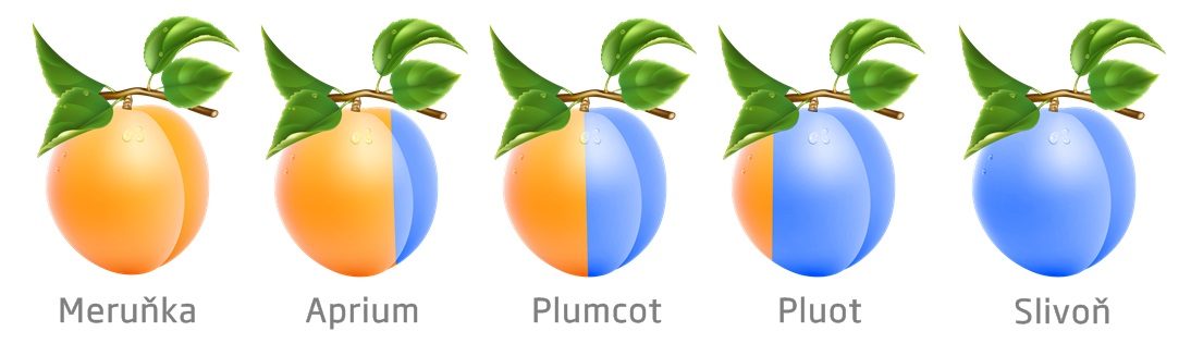 plumcot