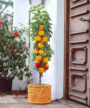 Balkonové ovoce stromky