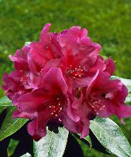 Azalky a rododendrony